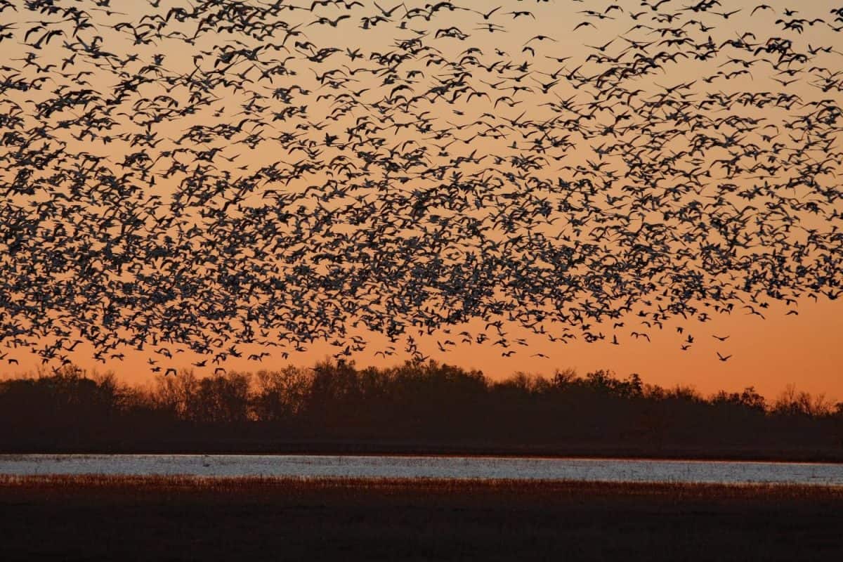 1,000 Geese Sunrise- South of Winnie Texas in a rise field a concentration of geese rise as the sun shows itself over the tree line.