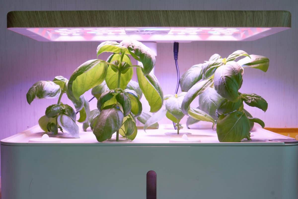 Basil hydroponics machine with LED bulb