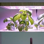 3. Hydroponics