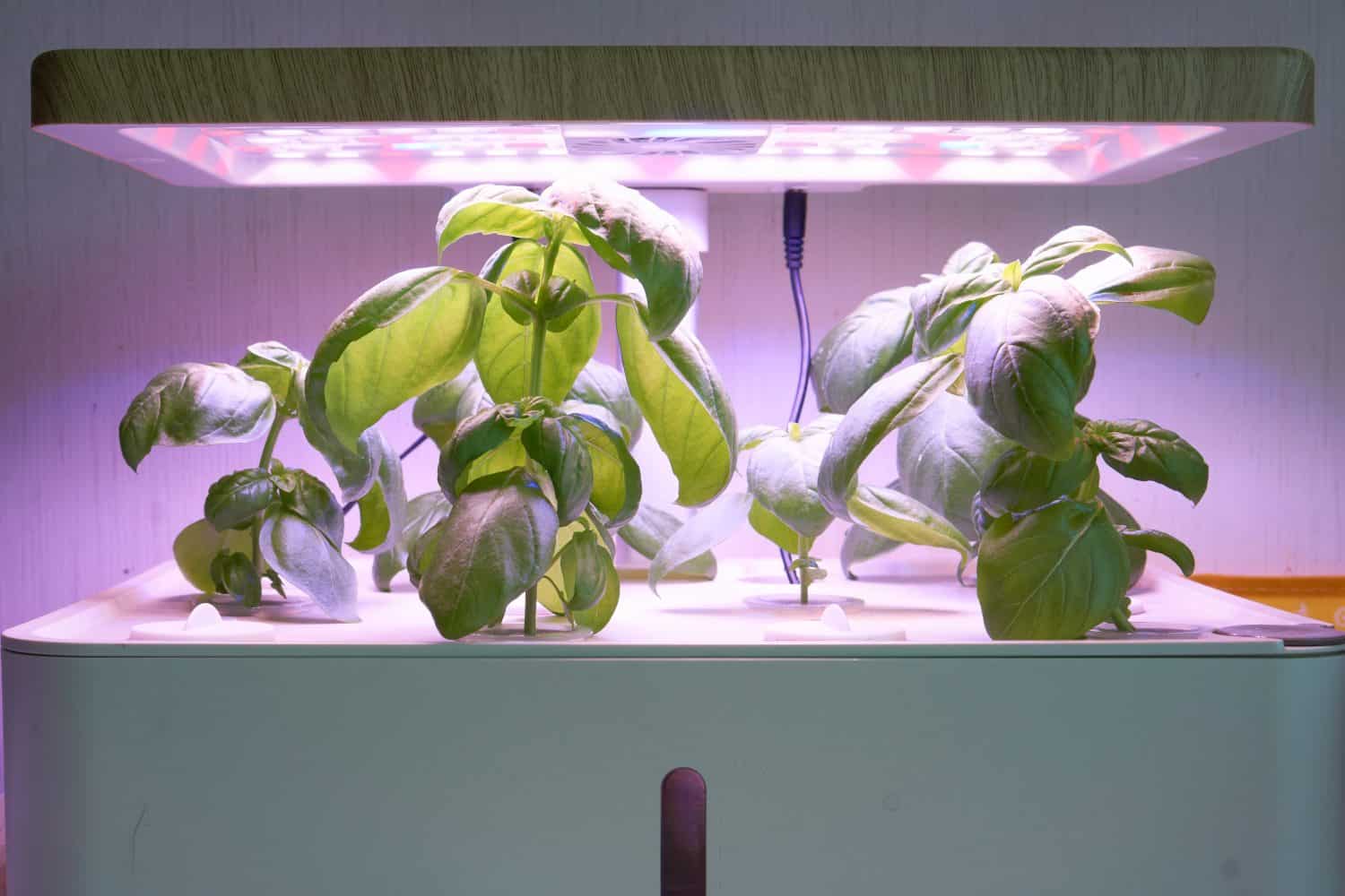 3. Hydroponics