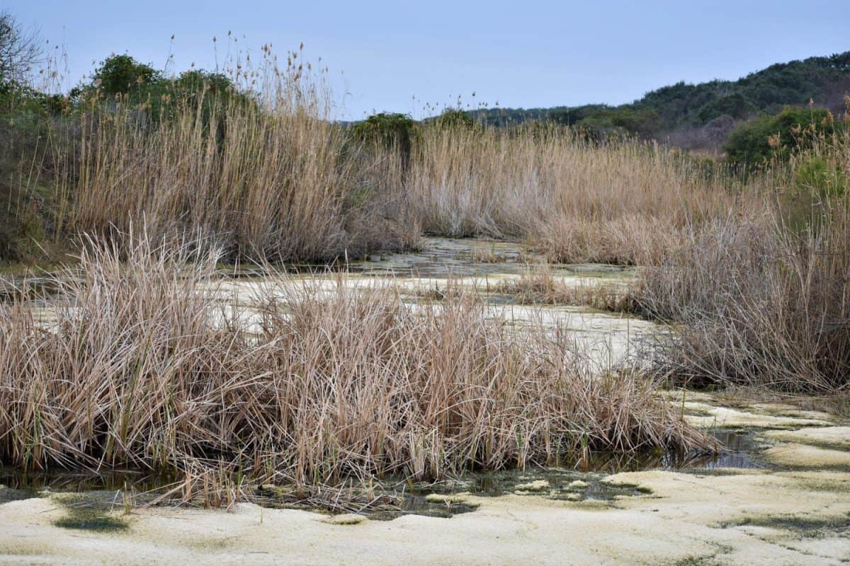 No alligators to be found on this cold and quiet winter day in a slough along Heron Flats Trail at Aransas National Wildlife Refuge in Austwell, Texas.