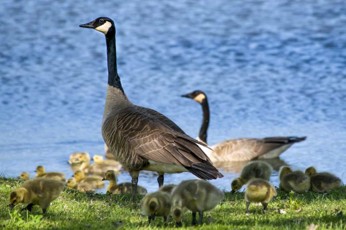 A family of geese feeding at the Upper Mississippi River National Wildlife and Fish Refuge in Alma, Wisconsin.