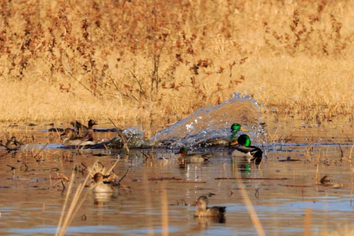 A group of male and female Mallard Ducks frolicking around in the wetlands of the Salt Plains National Wildlife Refuge located in Jet, Oklahoma 2017