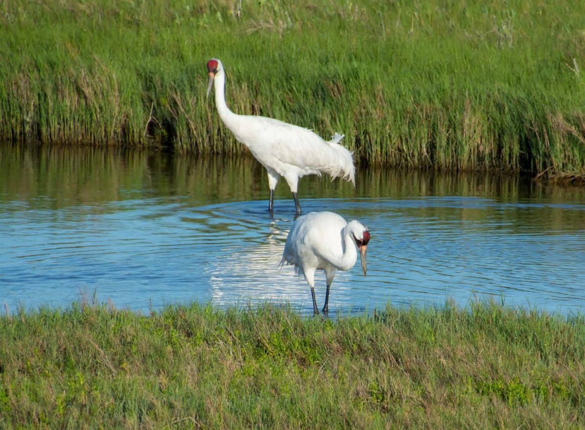 Pair of whooping cranes at Aransas National Wildlife Refuge in Texas