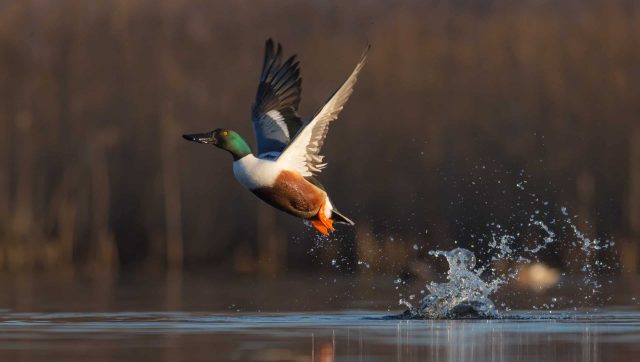 Northern Shoveler