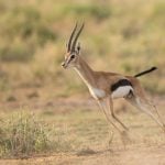 The Syrian Gazelle Boy