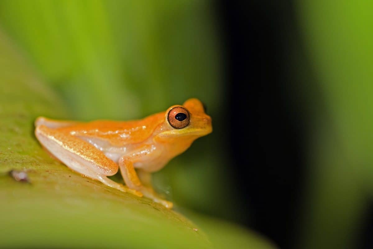 Golden Toad on a leaf, Costa Rica