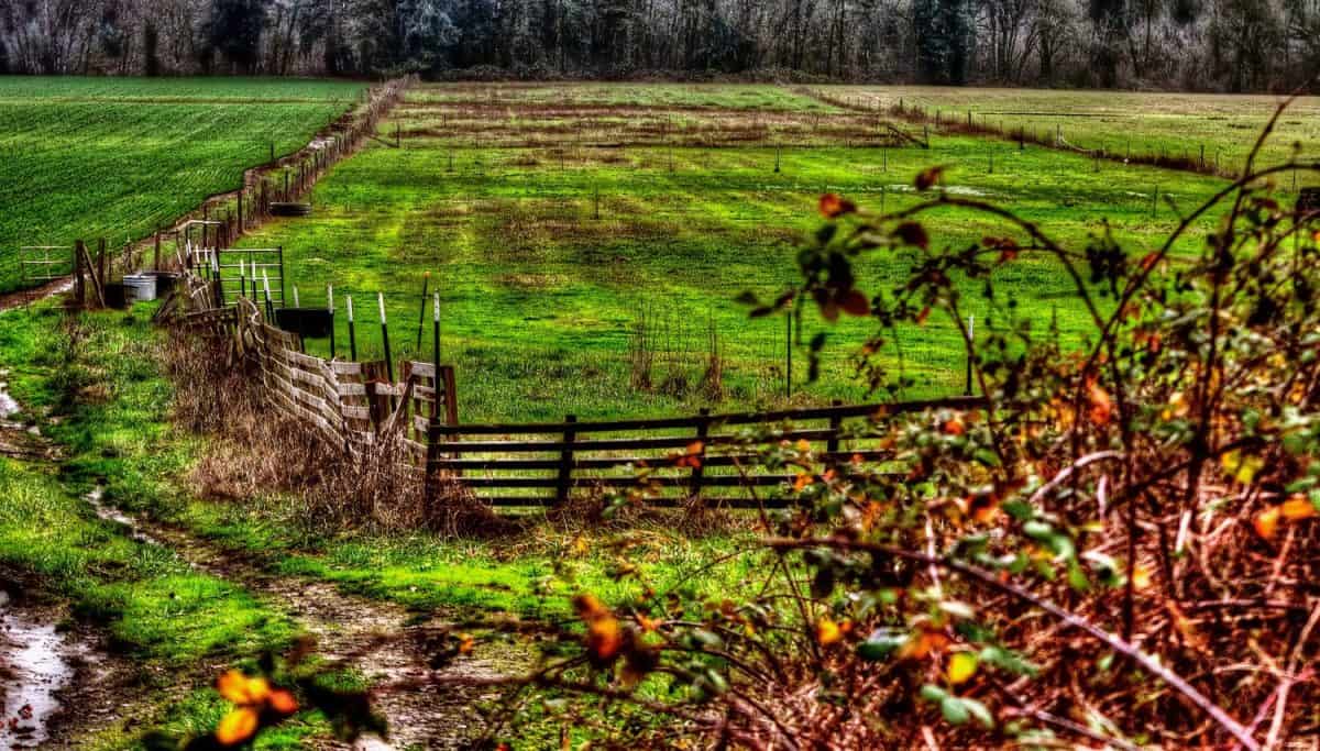 Autumn pasture on Locks Road. Lafayette, Oregon.