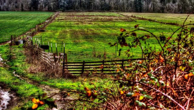 Autumn pasture on Locks Road. Lafayette, Oregon.