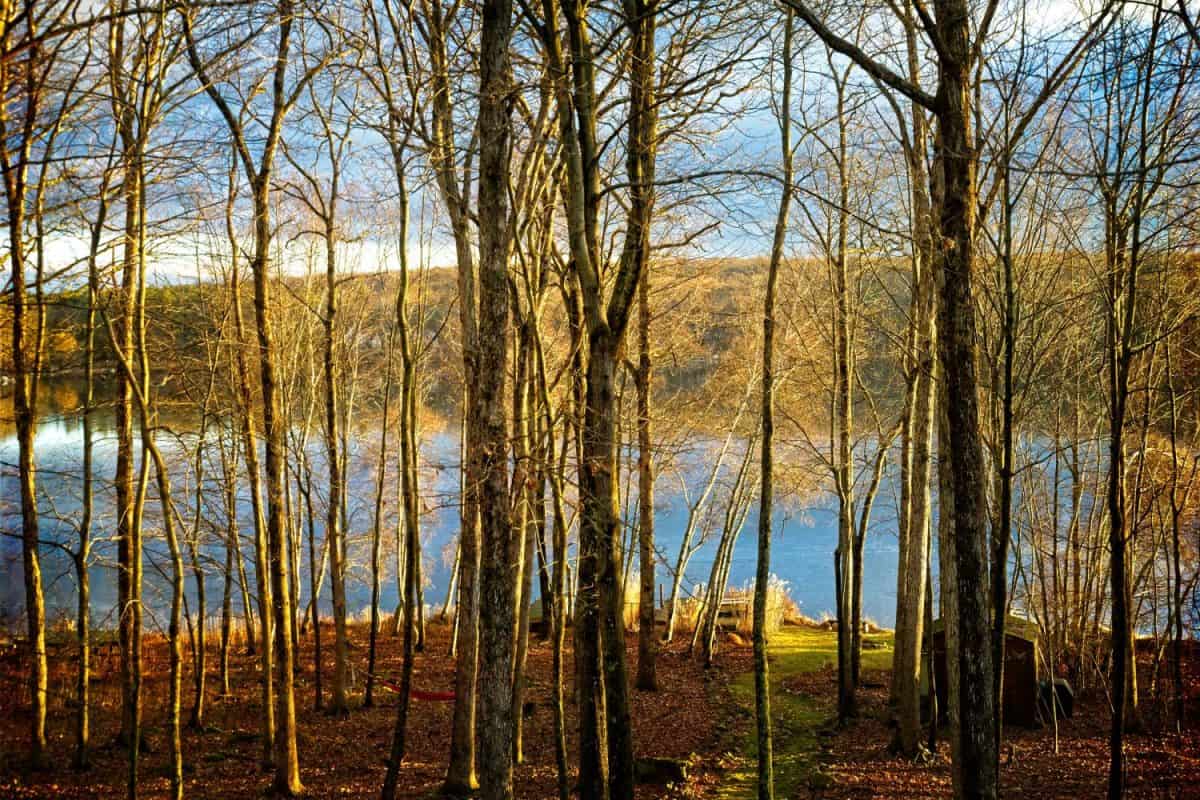 Woodsy setting alongside Fawn Lake in the Pennsylvania Pocono Mountains on a suuny cold morning