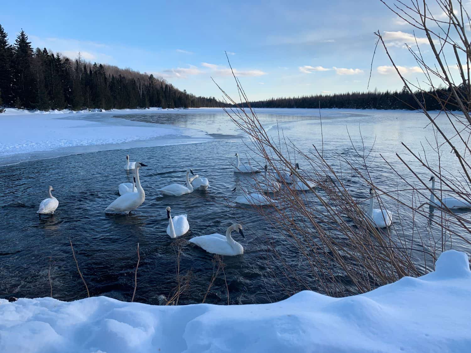 Swan Winter Meeting-Upper Peninsula, Michigan