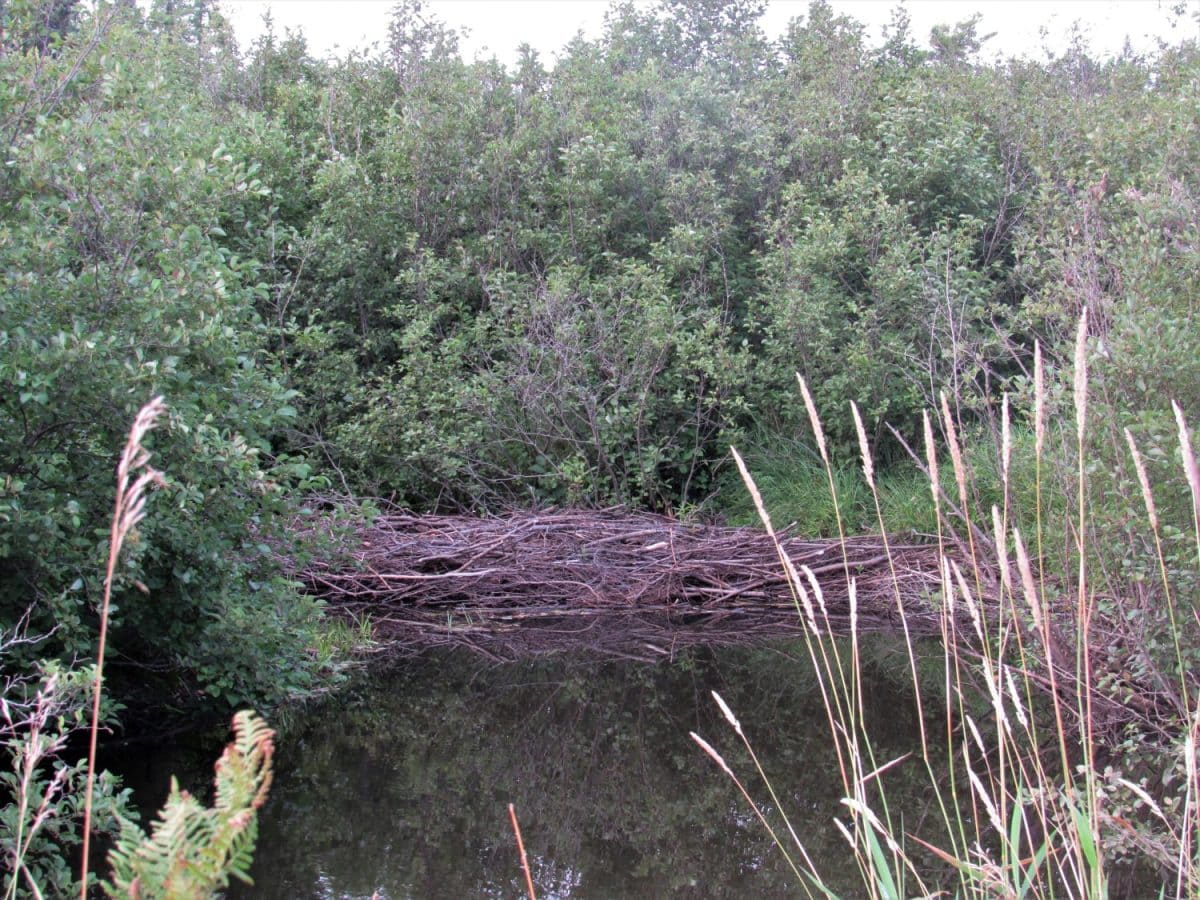 A beautiful beaver dam on the river tributary near St.Helen, Michigan.