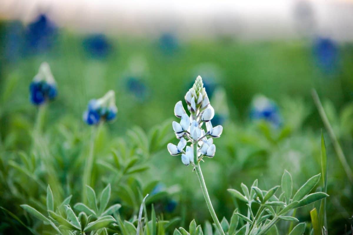 Texas Bluebonnets in field setting - elgin, texas - albine or white bluebonnet