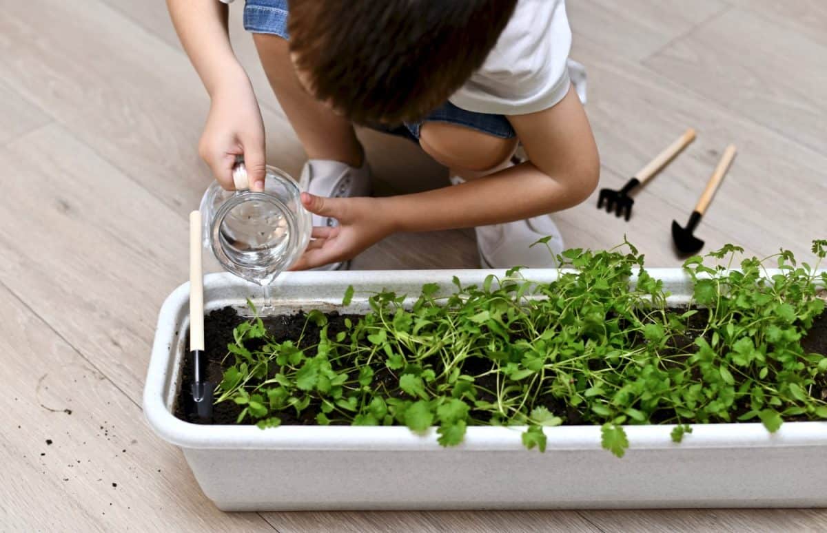 Children hands carefully pour water from a jug of water into a pot with green cilantro. The child is sitting on the floor in front of the warrior. Next shovels and rakes. 5 steps and tips to grow cilantro indoors