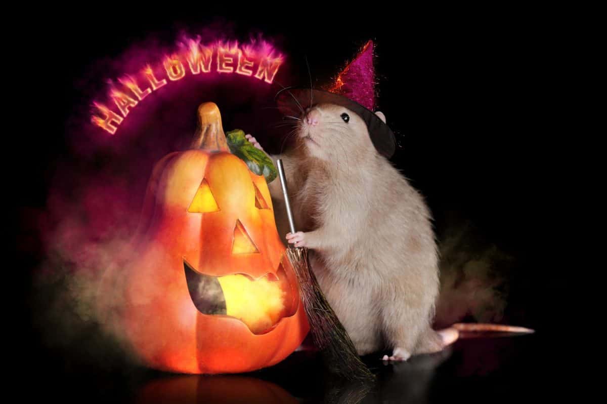 Rat wearing witch hat standing next to Halloween pumpkin