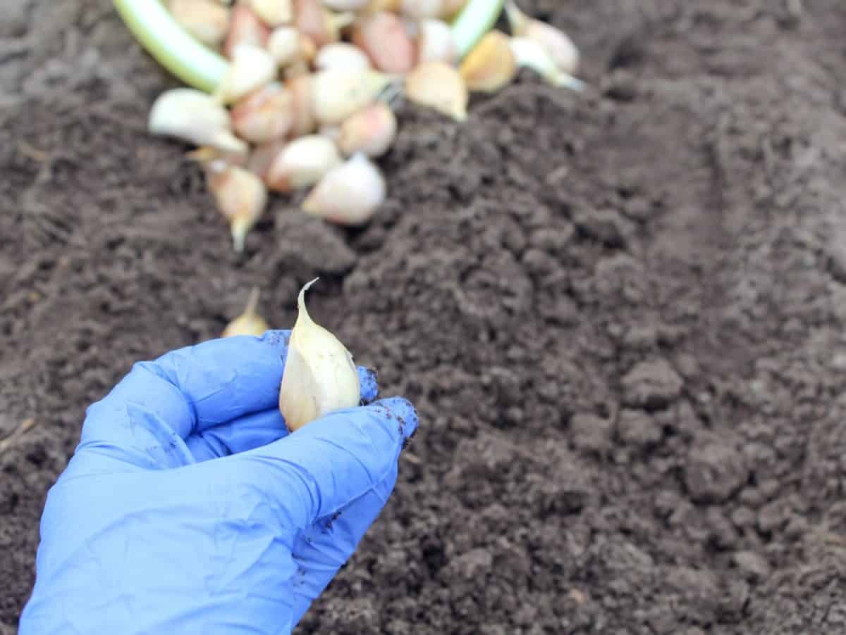 Garlic clove in hand against the background of planting material and beds, close - up-the concept of proper and timely planting of a useful vitamin vegetable. Tips for growing garlic inside.