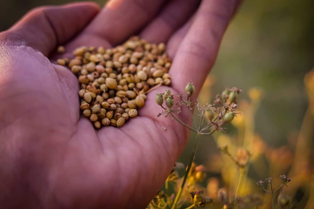 Man hand on coriander plant,cultivation of coriander, coriander plant with seeds,indian spice coriander seeds. 5 steps and tips to grow cilantro indoors