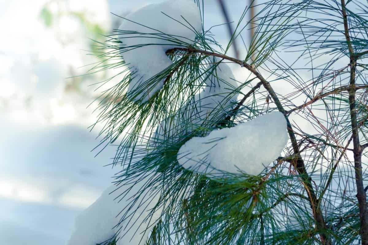 Snow covered Eastern White Pine tree in Michigan