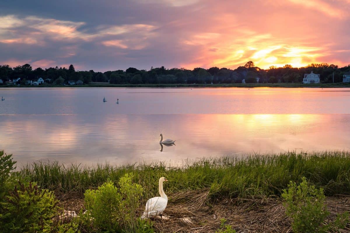 mother swan with babies at sunset on the edge of a lake