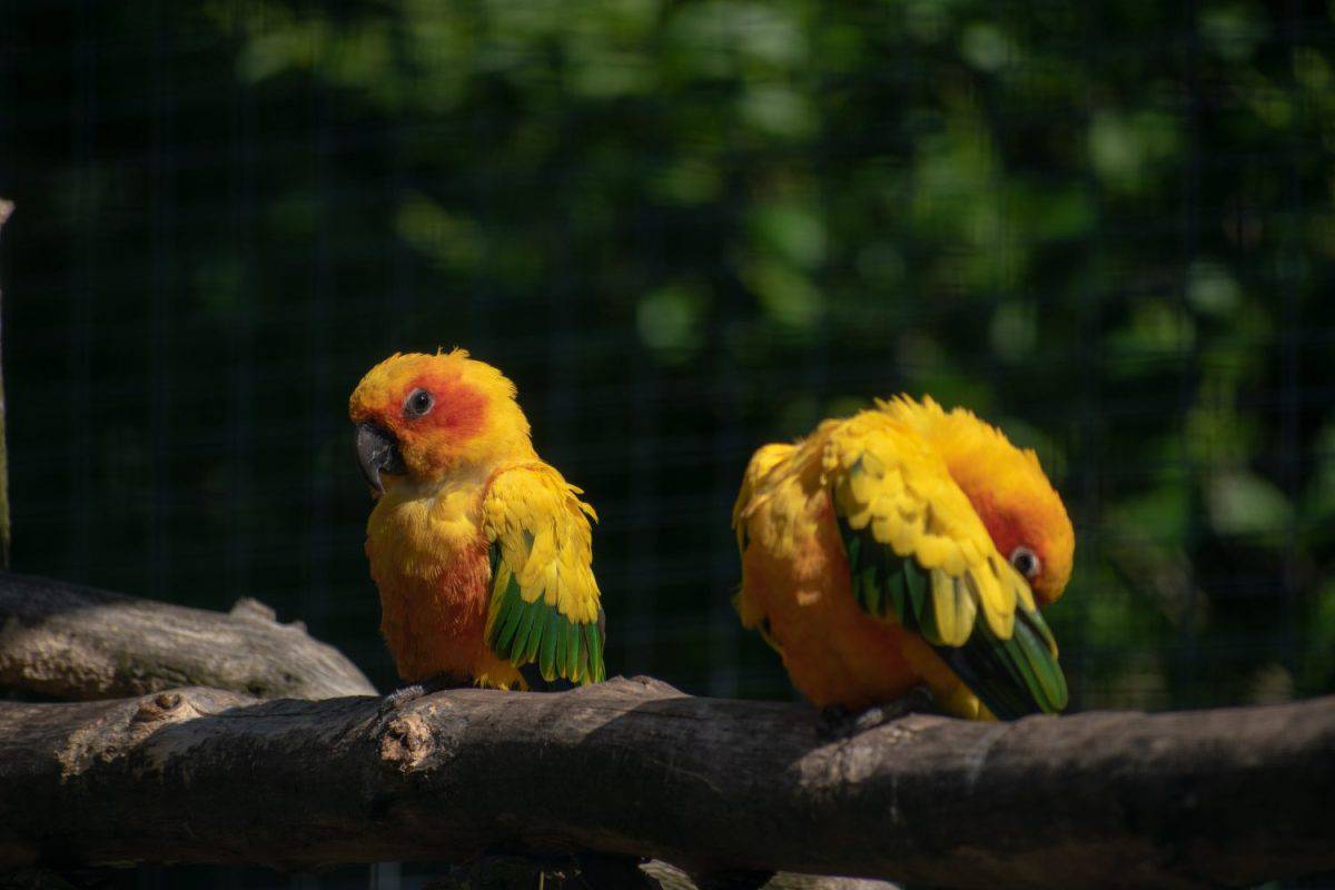 A closeup shot of cute little Carolina parakeets perched on a tree branch