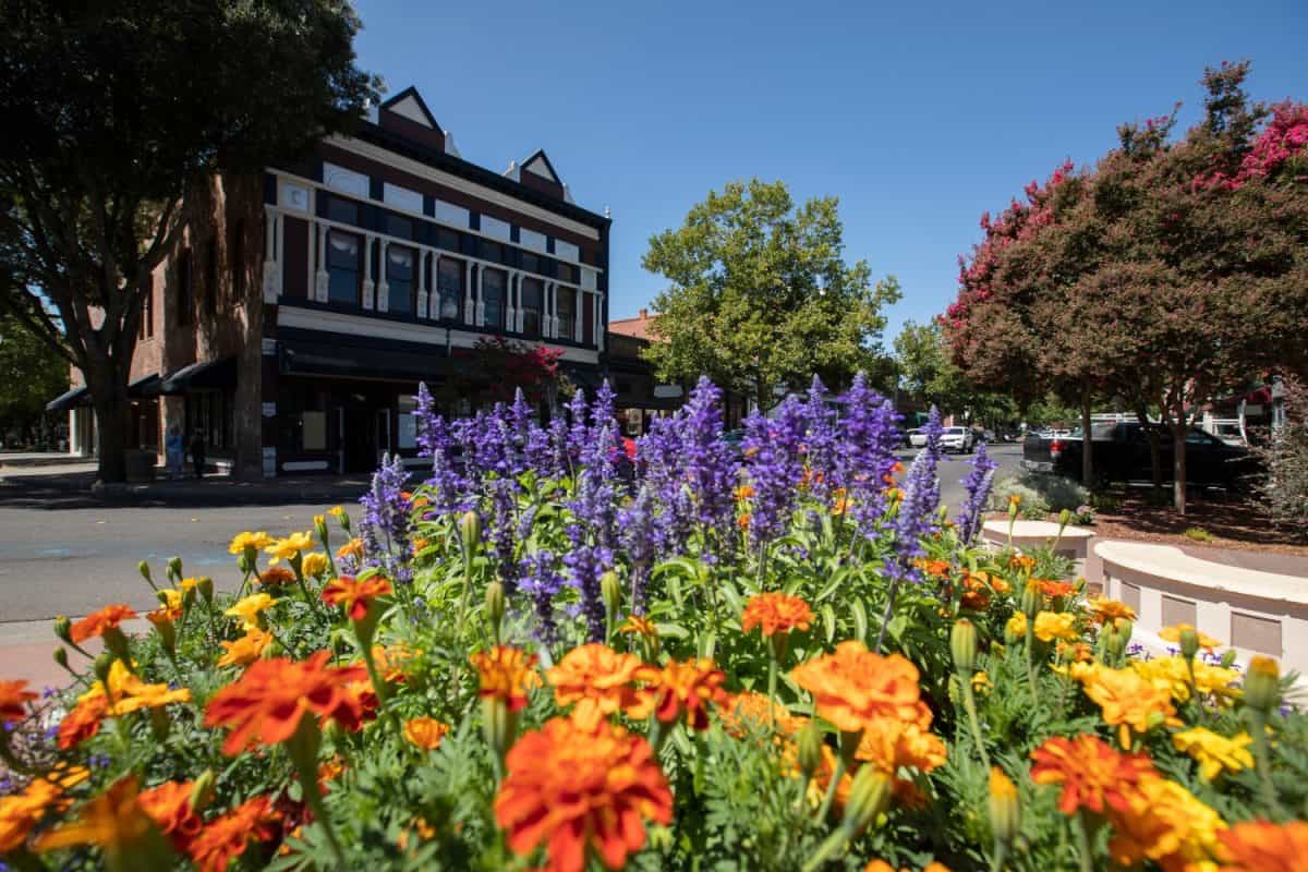 Flower framed view of the historic downtown district of Vacaville, California, USA.