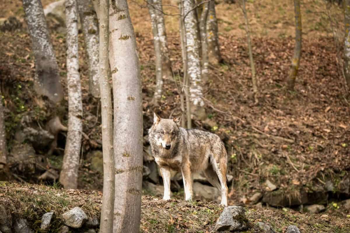 Italian wolf (canis lupus italicus) in wildlife center "Uomini e lupi" of Entracque, Maritime Alps Park (Piedmont, Italy).