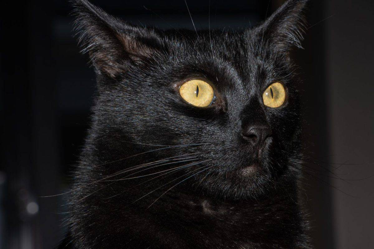 Close-up selective focus macro black funny scaredy cat with shiny yellow eyes