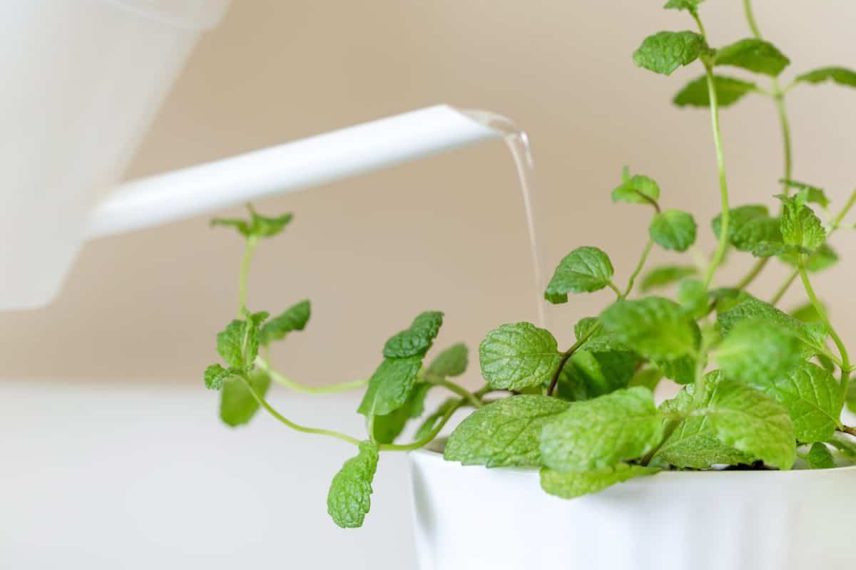 Watering mint plant, closeup. Gardening at home.