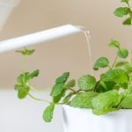 4. Watering Your Mint Plant