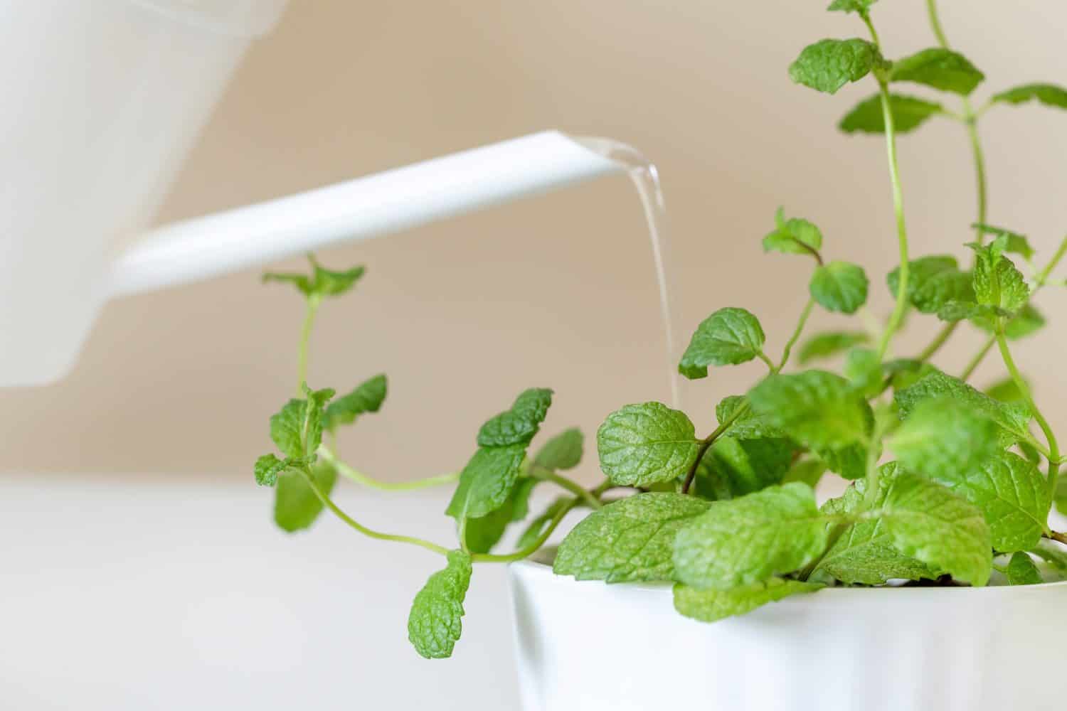 4. Watering Your Mint Plant