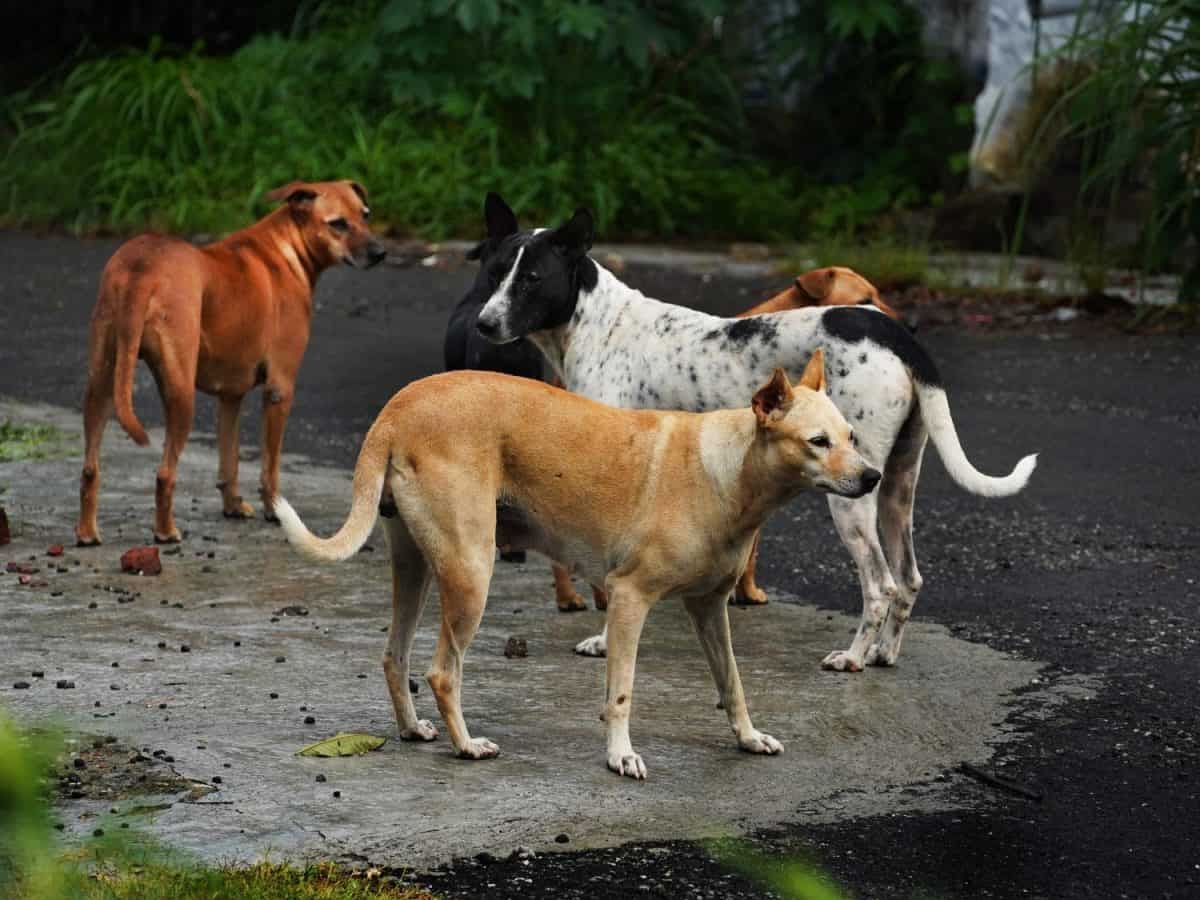 A pack of menacing stray pariah dogs in the street.