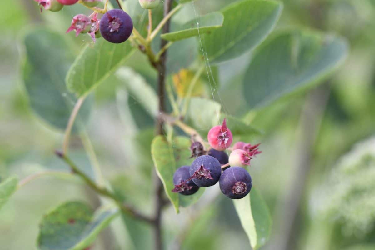 Plant low juneberry (Amelanchier spicata) with edible berries getting ripe