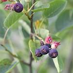 Juneberries