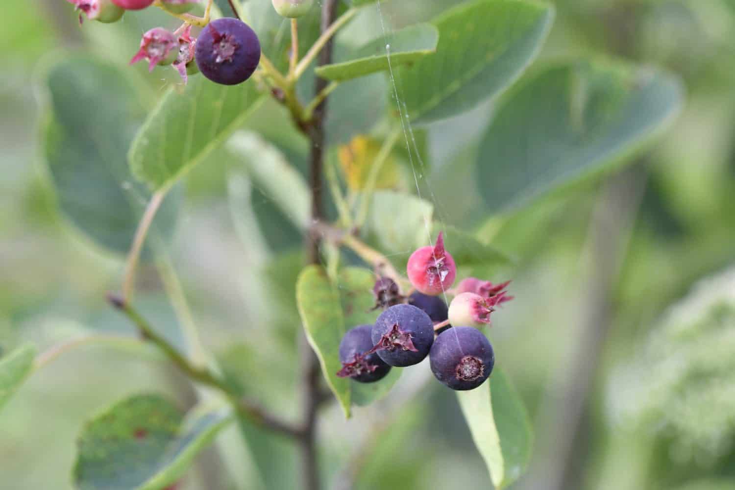 Juneberries