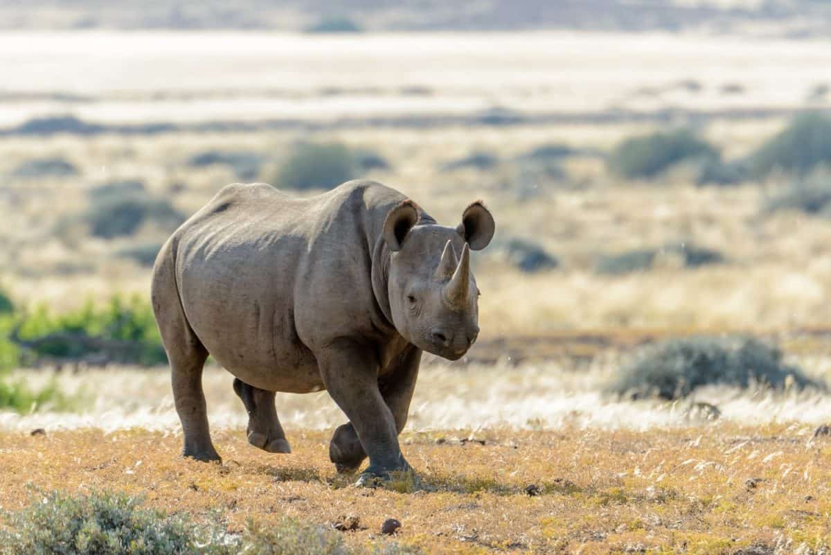 South Western Black Rhinoceros or Hook-lipped Rhinoceros (Diceros bicornis occidentalis) in Desert Rhino Camp. Palmwag Concession. Namibia.