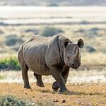 Western Black Rhinoceros