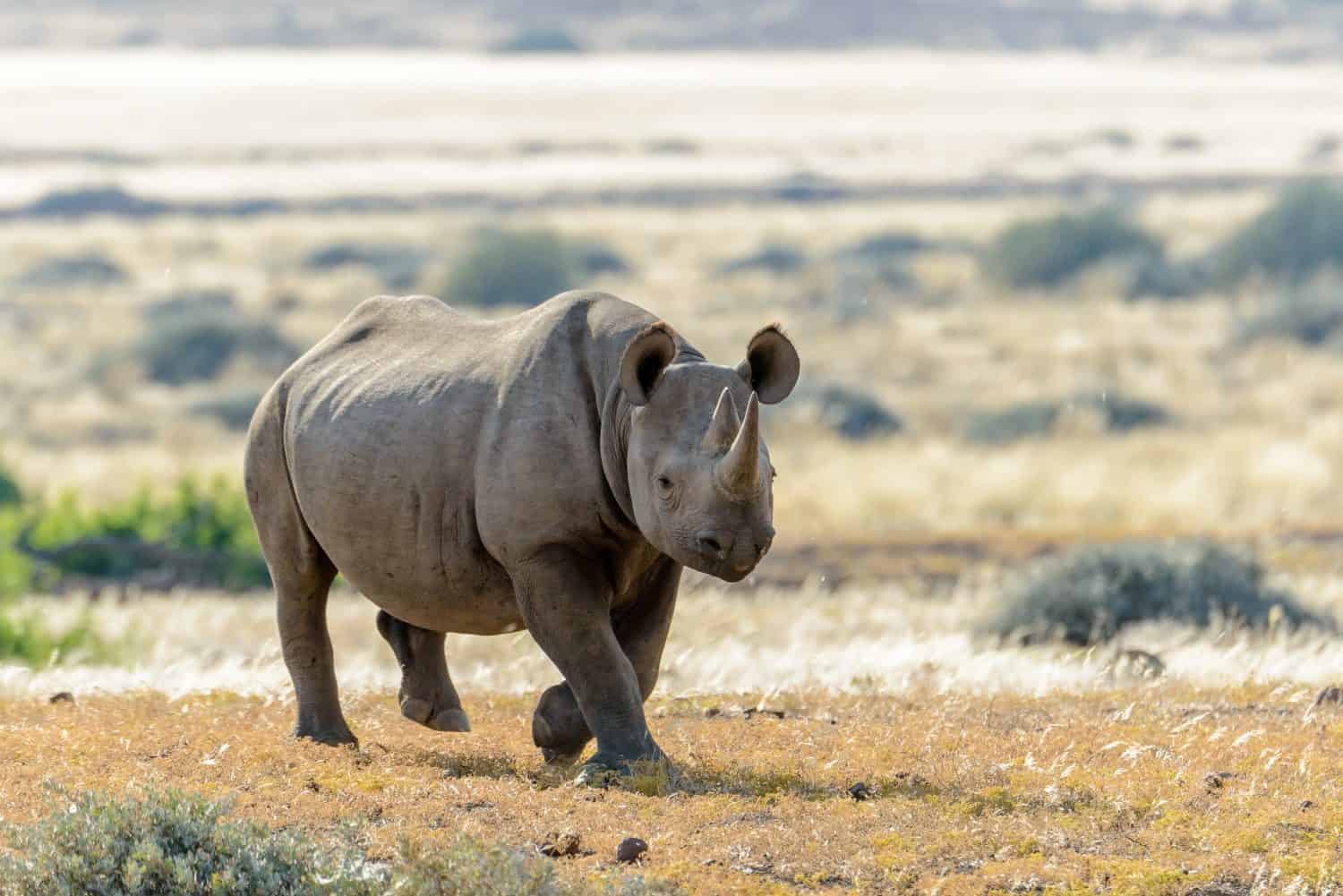 Western Black Rhinoceros