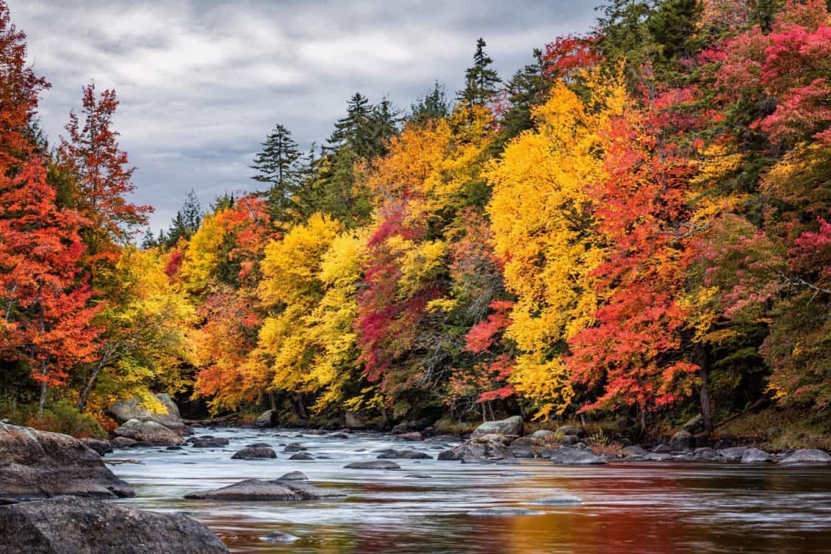 USA, New York, Adirondacks. Long Lake, autumn color along the Raquette River