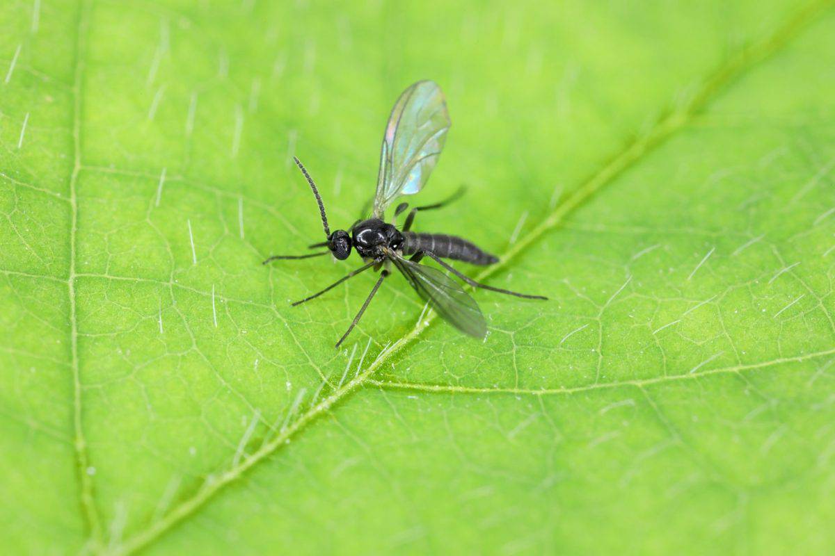 Dark-winged fungus gnat, Sciaridae on a green leaf, these insects are often found inside homes