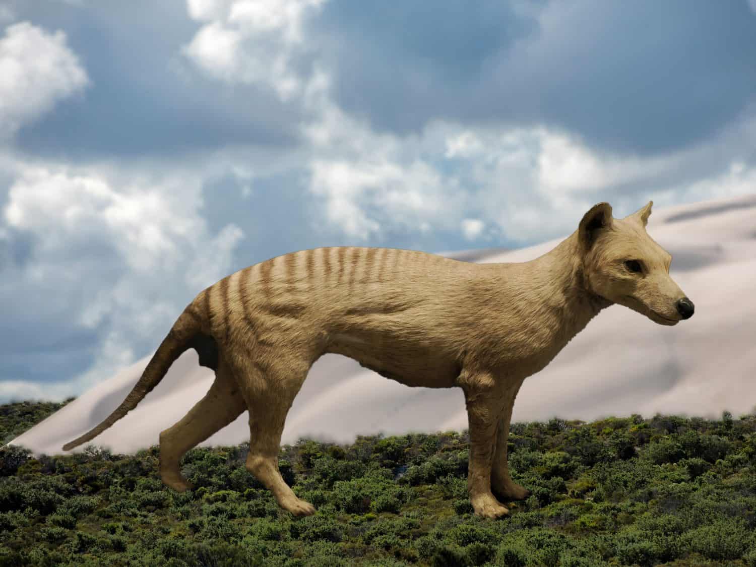 Tasmanian Tiger