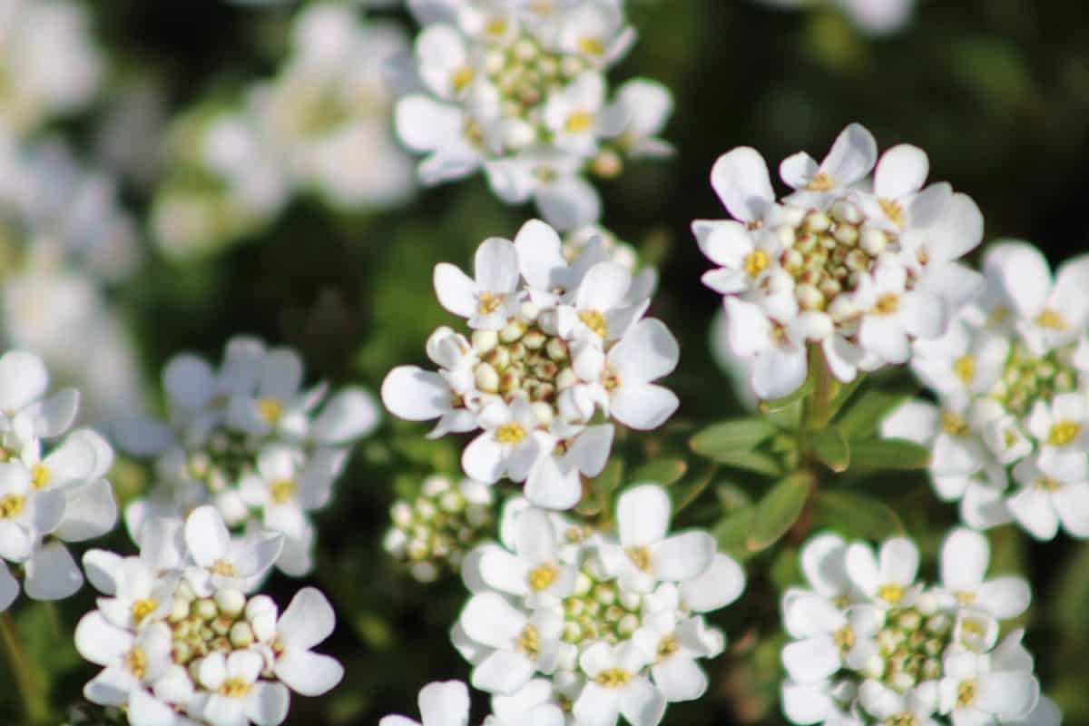 The top down, close up view of blooming Evergreen Candytuft flowers.