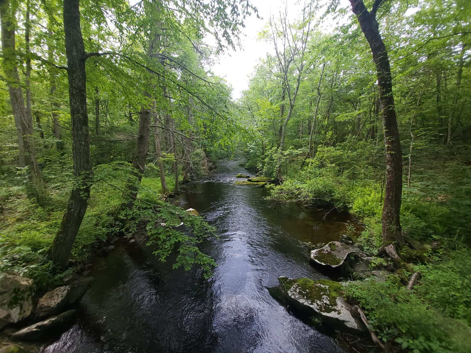 Saw Creek in Pennsylvania During early July.