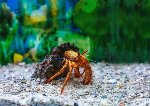 Red hermit crab in shell in aquarium. Dardanus megistos or white spotted hermit crab sitting on white small stones in fishtank