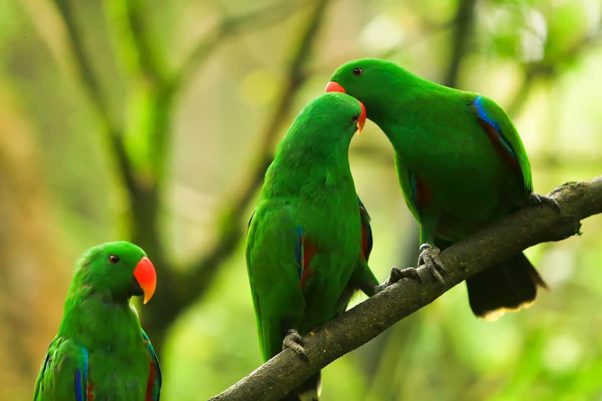 green parrots. Beautiful couple of green parrots. green parrot wildlife of tropical nature.