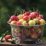 Crabapples