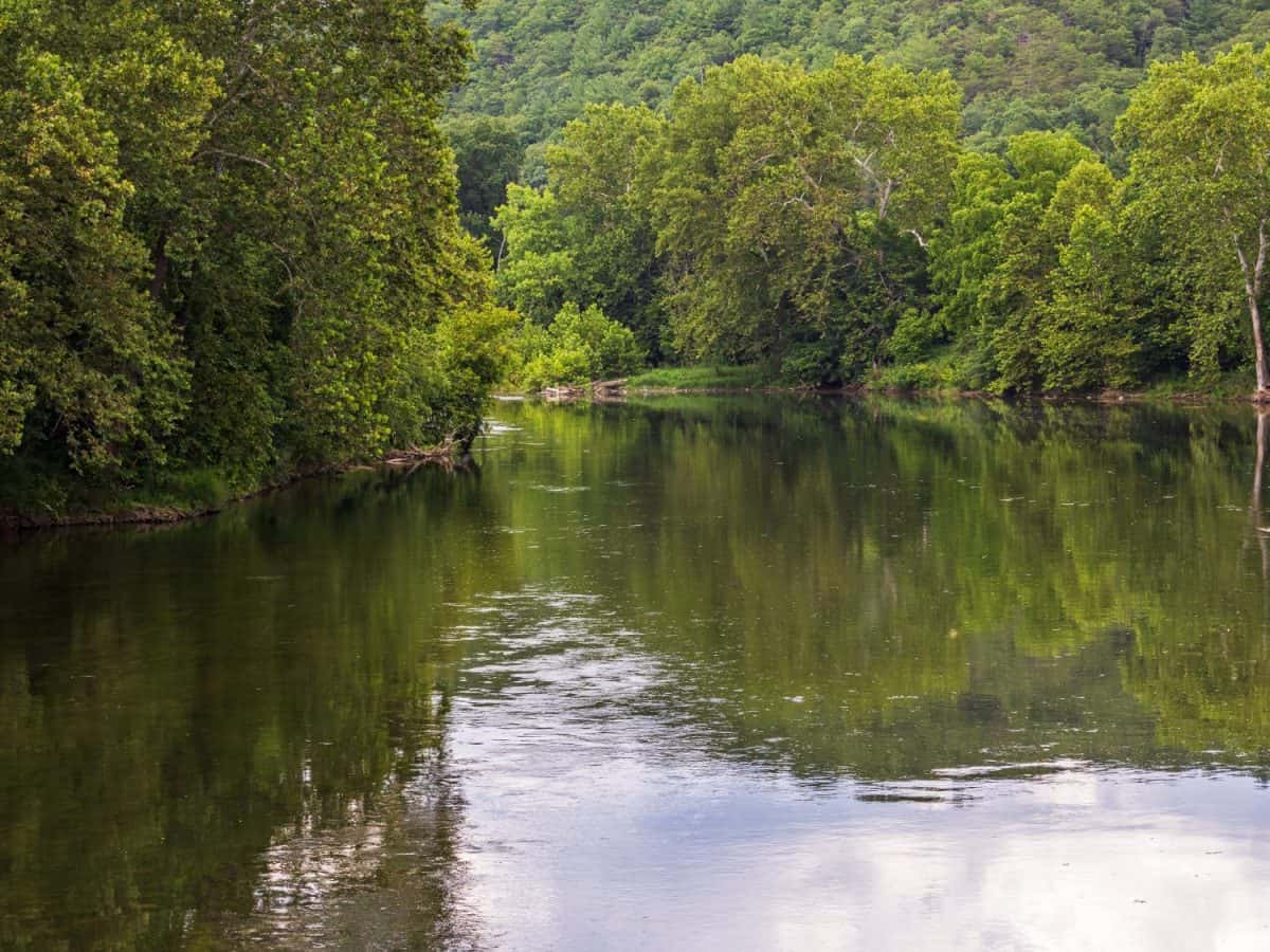 Amidst the embrace of Virginia's nature, the Shenandoah River South Fork meanders gracefully, flanked by a lush tapestry of dense, vibrant vegetation along its tranquil shores.