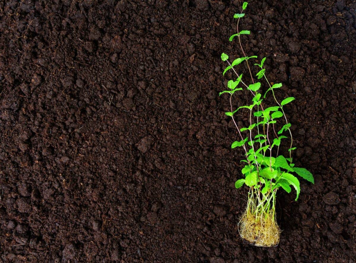 Fresh mint seedlings with rich roots placed on fertilized soil ready for transplanting. Steps to grow mint indoors