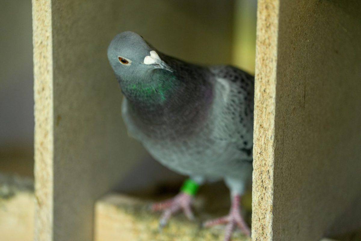 racing pigeon champion at pigeon fancier competitions. passenger pigeon portrait.