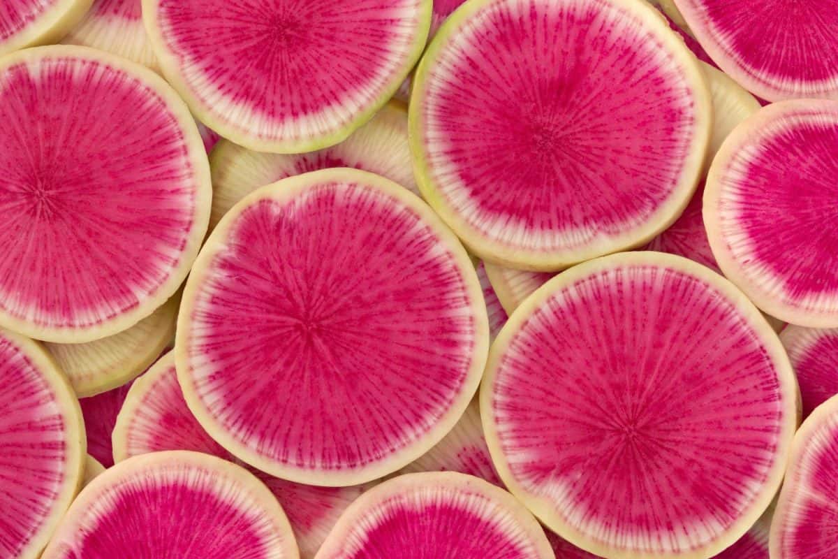 Fresh raw slices watermelon radish close up full frame as background