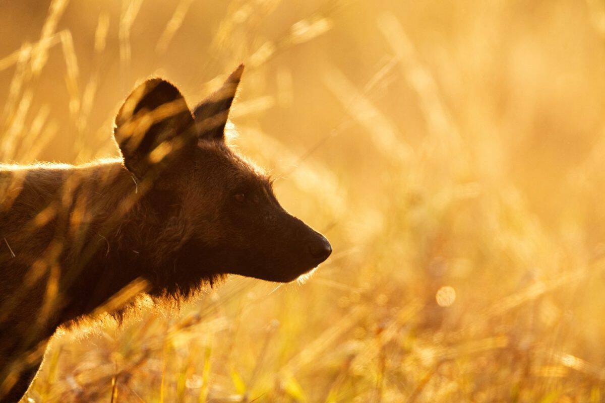 Wild dogs in African national parks (Botswana, Zambia, Zimbabwe, South Africa, Namibia)